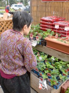 苗選び